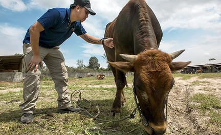 En af vores dyrlæger, Dr. Naritsorn Pholperm, undersøger kort efter vulkanudbruddet i januar en ko, som har indåndet aske. Efter en effektiv evakuering kunne koen få akut pleje og omsorg.