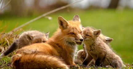 En räv tillsammans med sina ungar