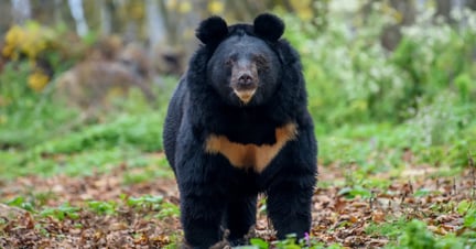 Bjørne hører til i naturen - ikke i fangenskab