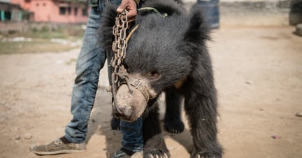 Man holding a dancing bear in Nepal, the bear has ropes through his nose - Bears - World Animal Protection