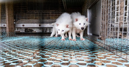 Mårhunde lider i små trådbure i pelsindustrien. Foto: FOUR PAWS / Fred Dott