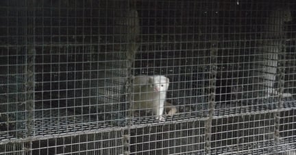 Mink er vilde dyr, der mistrives i små bure