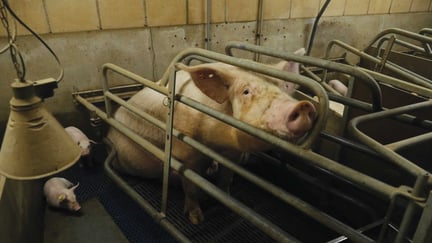 Mere end 300 millioner dyr lever i bure i EU. De ender på spisebordet efter et liv, hvor de ikke har været i stand til at røre sig. Det vil vi ændre på med en million underskrifter fra EU-borgere.