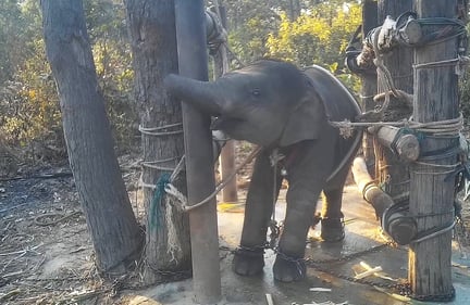 Elefantungen Oonboon udsættes for brutal træning