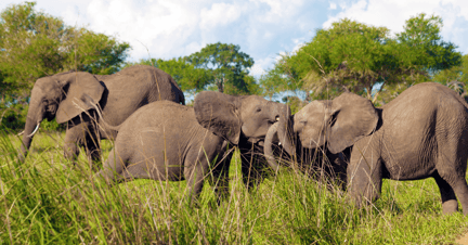 Elefanter leger med hinanden i nationalparken Mikumi i Tanzania