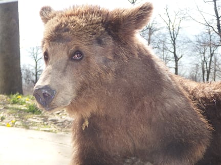 Det endte lykkeligt for bjørnene fra “verdens mest triste zoo” 