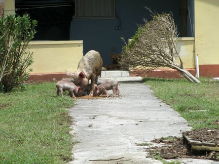 Our partner organisation Antigua and Barbuda Society feeds a desperate sow and her piglets - World Animal Protection - Disaster management