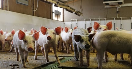 Pigs at an indoor farm in China - World Animal Protection - Change pigs' lives