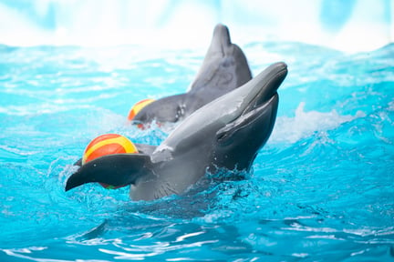 Delfiner i fangenskab smiler ikke, fordi de er glade. Foto: Shutterstock