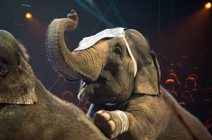 Cirkuselefant optræder