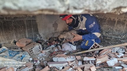 En redningsarbejder hjælper hund, der er fanget i murbrokker efter jordskælvet i Tyrkiet