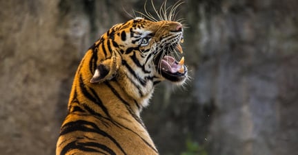 Close-up af tiger