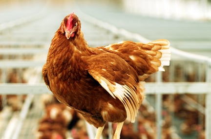Godt nyt for USA’s høns: Nestlé dropper buræg