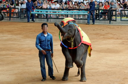 Elephant performing at Thai tourist attraction