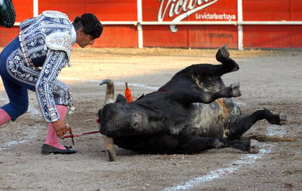Tyreløbet i Pamplona ender i tyrefægtningsarenaen