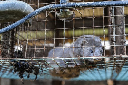 Mink mistrives i små trådbure i minkproduktionen. Foto: Jo-Anne McArthur / Djurrattsalliansen / We Animals Media
