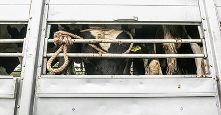 Køer presset sammen i dyretransport. Foto: Andrew Skowron / We Animals Media