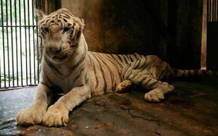 Bengalsk tiger på Surabaya Zoo