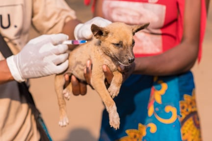 En hvalp bliver vaccineret efter orkanen Freddy i Malawi
