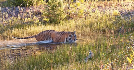 A wild tiger takes a swim - World Animal Protection