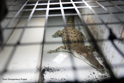 Krokodille på australsk krokodillefarm, som Hermès er medejer af. Foto: Farm Transparency Project