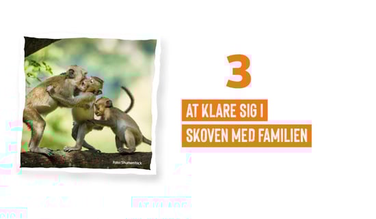 Projektets faser - fase 3