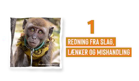 Projektets faser - fase 1