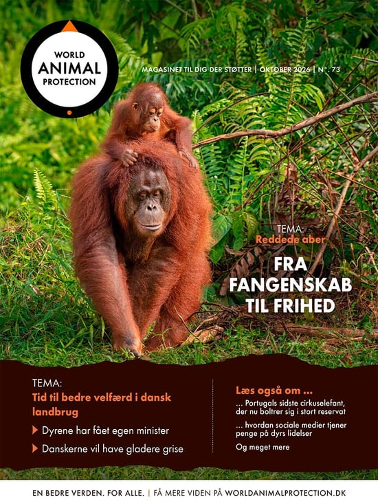 Medlemsmagasin World Animal Protection oktober 2026 forside