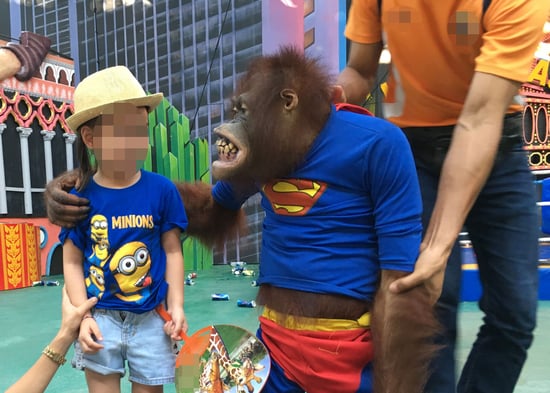 Orangutang