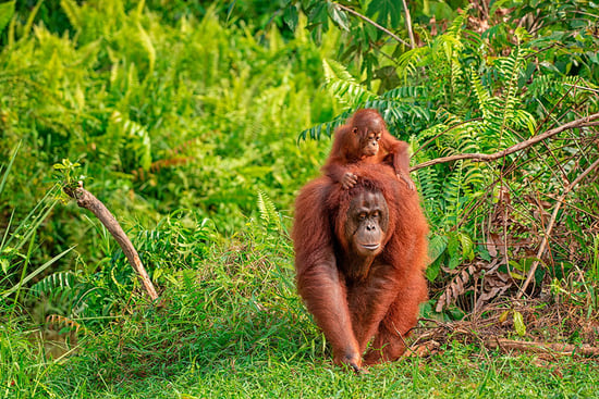 Orangutanger