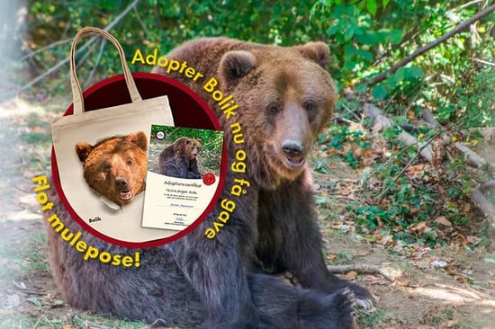 Adopter Bolik
