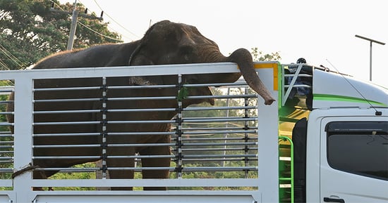 Elephant Relocation