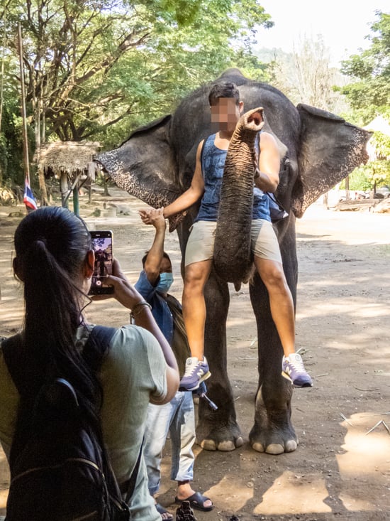 Turist får taget billede, mens han sidder på en elefants snabel