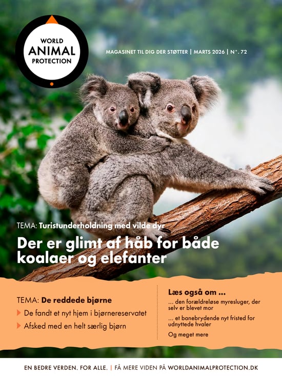 Forsiden af World Animal Protections medlemsmagasin marts 2026