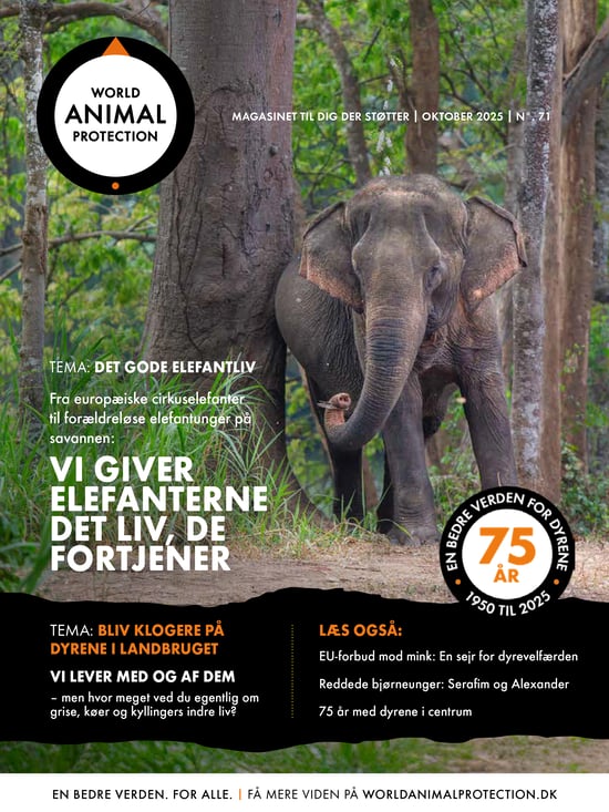 Forsiden på World Animal Protection Danmarks medlemsmagasin for oktober 2025