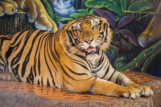 Lænket tiger, der udnyttes til tigerselfies.