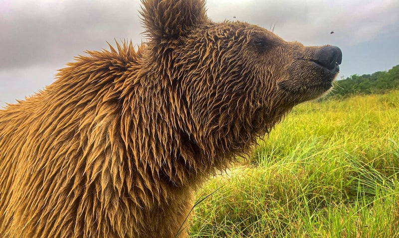Bjørn skuer ud over Balkasar Bjørneresevat. Foto: BCR