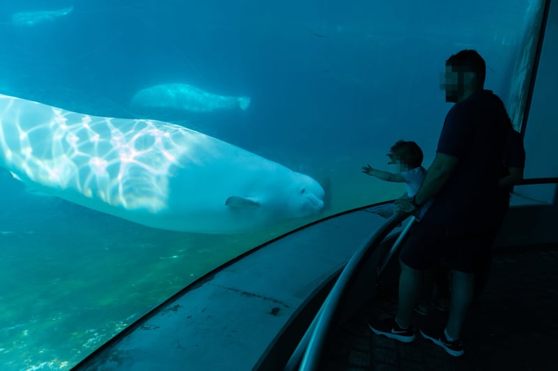 Hvidhval i Marineland, Canada
