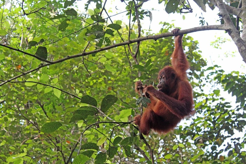 Orangutang hænger i en gren med én hånd.
