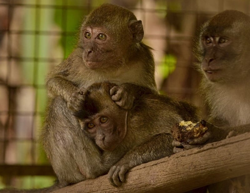 Unyil snuggles up to one of his new macaque friends in the socialisation enclosure