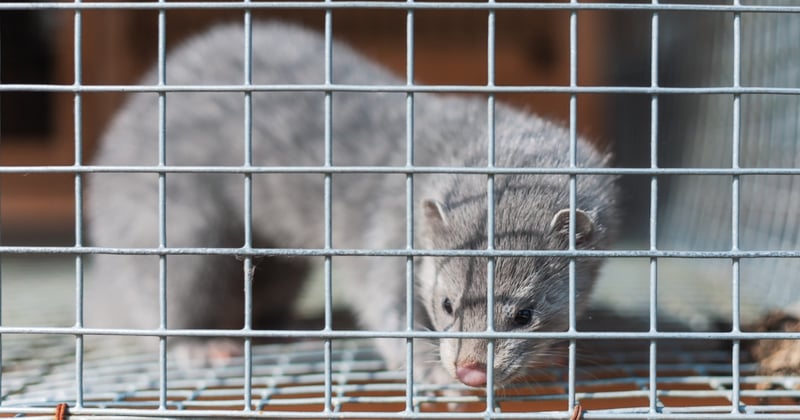 A mink in a small cage