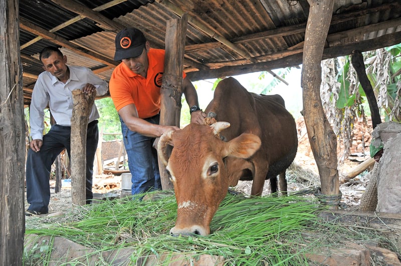 Era gåvor hjälper över 270 000 djur i Nepal