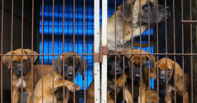 Taiwan proíbe o consumo de carne de cachorro e gato