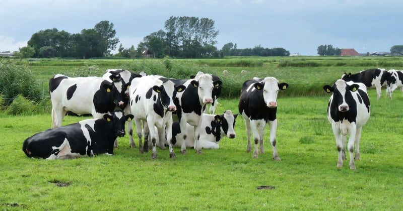 Holstein cows