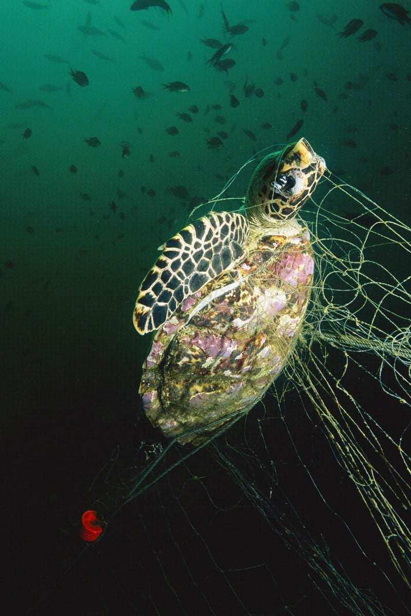 Thailand er et af de helt store brændpunkter for de såkaldte spøgelsesnet, det vil sige tabt og efterladt fiskegrej