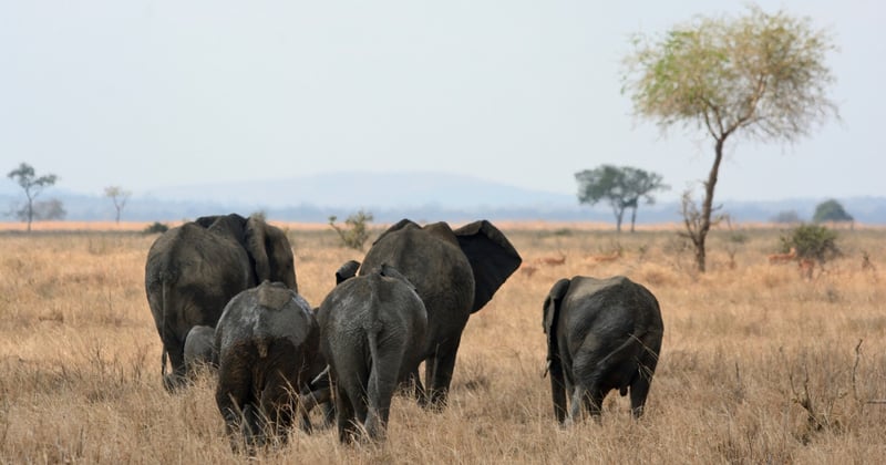 World Elephant Day