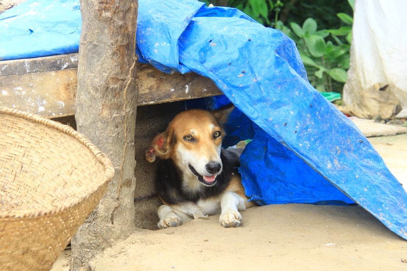 Hunden Caibu