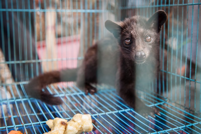 Desmerkatte, Kopi Luwak