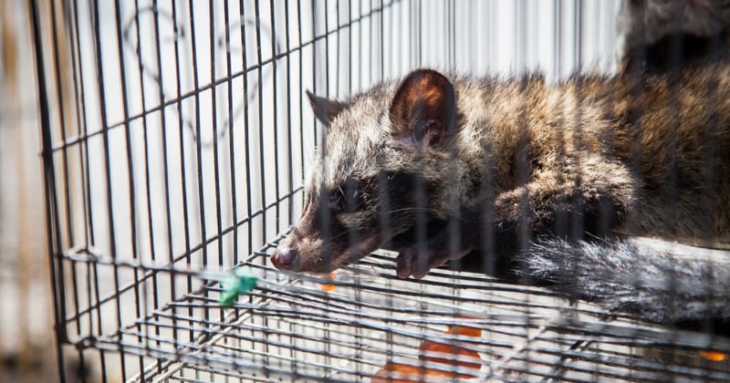 A caged civet at a wildlife market in Bali