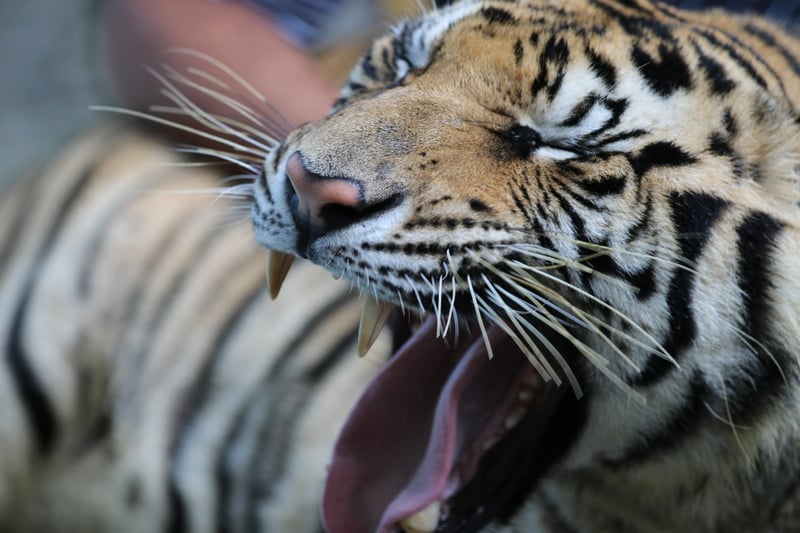 Tigerselfies er blevet en trend på datingappen Tinder